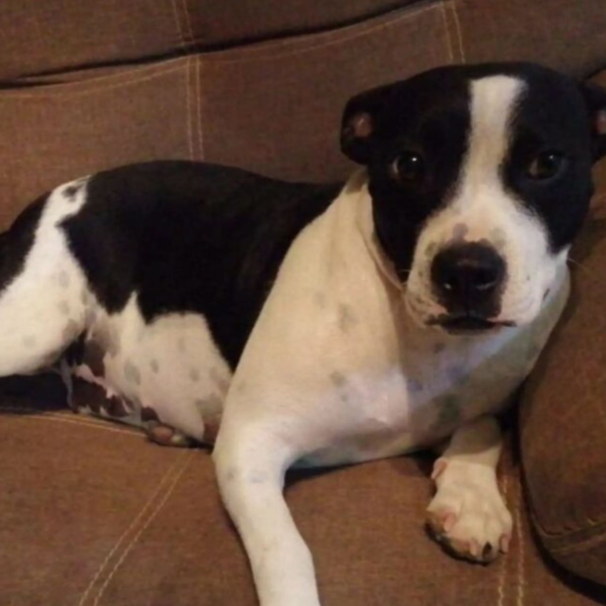 sweet black and white dog