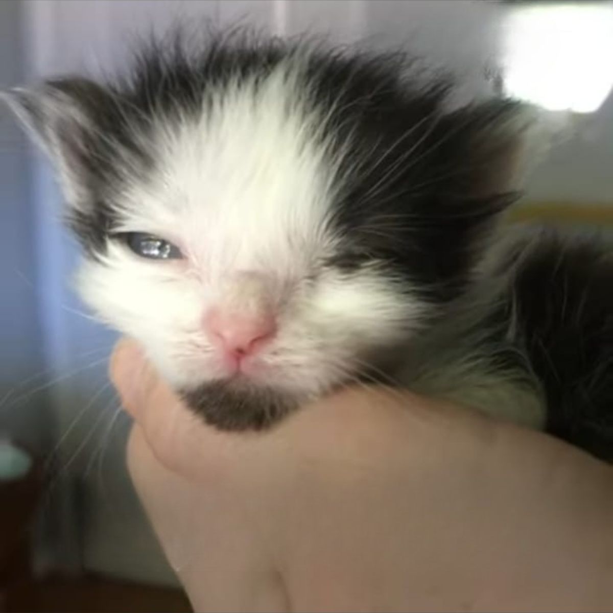 sweet black and white kitten