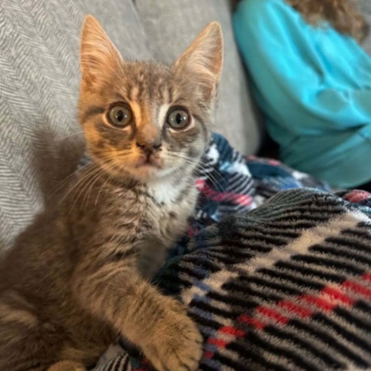 sweet gray kitten