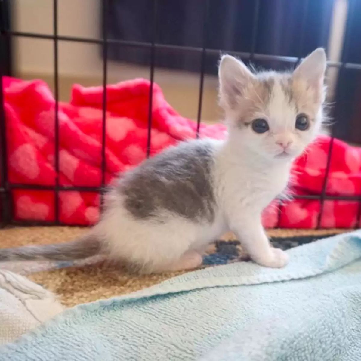 sweet tiny kitten