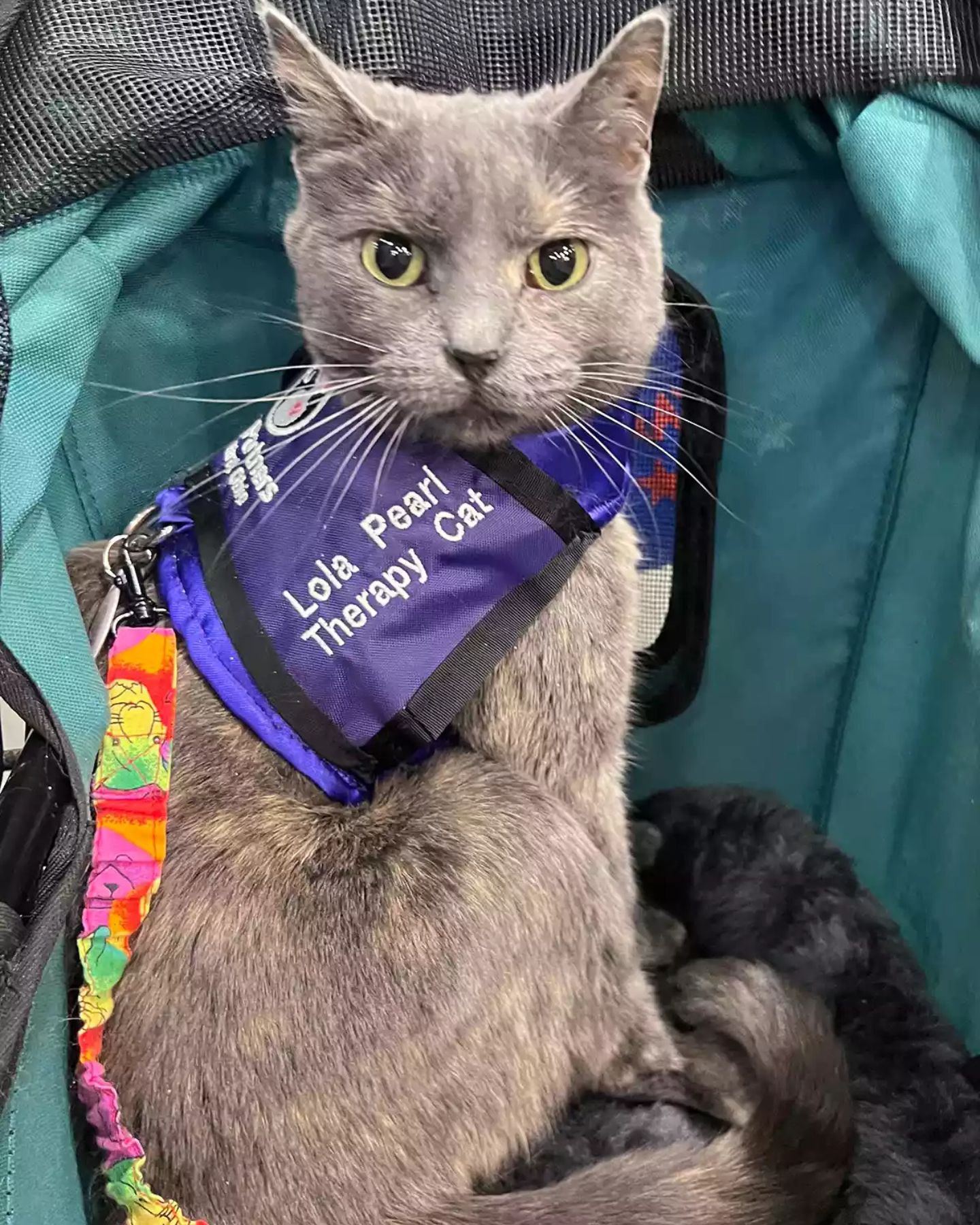 three-legged gray cat