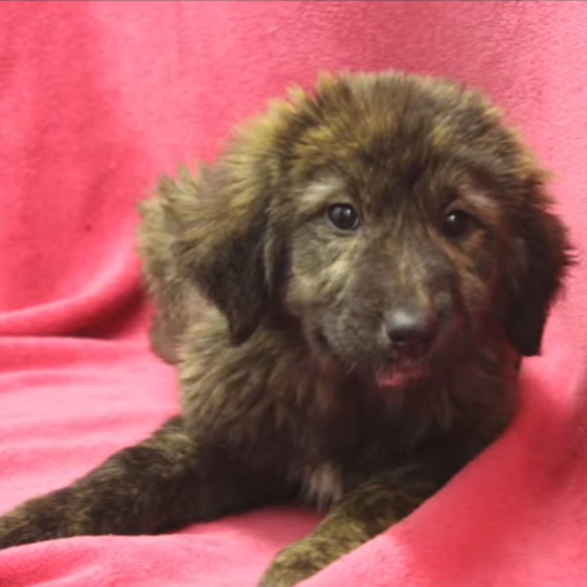 tiny brown puppy