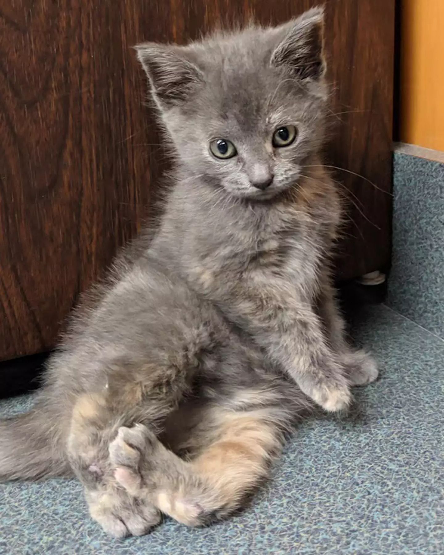 tiny gray kitten