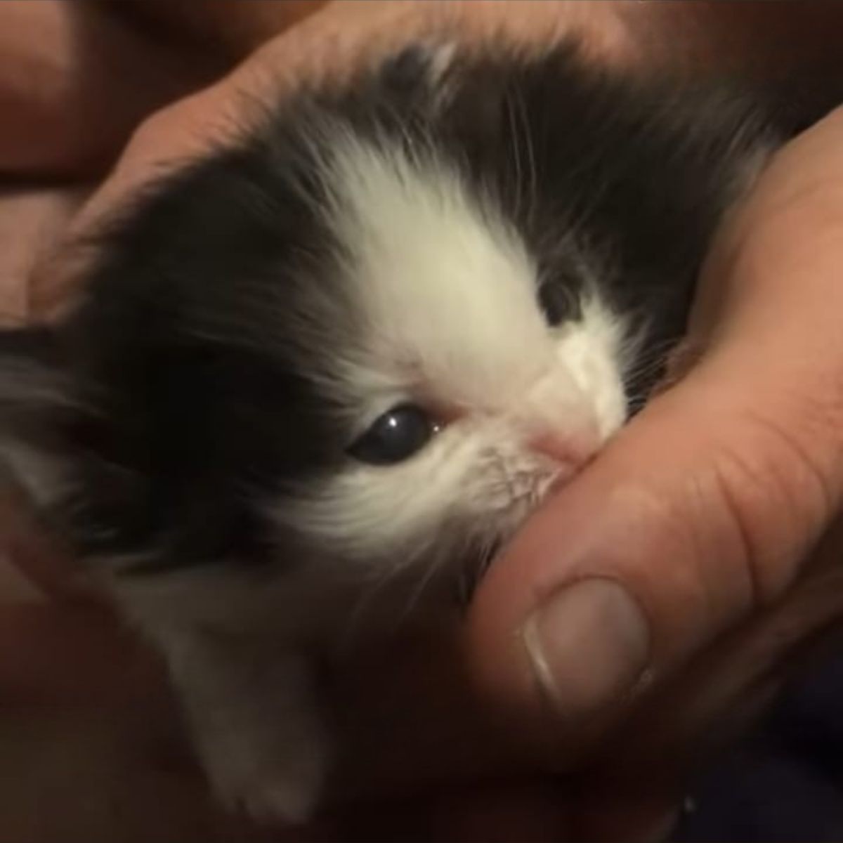 tiny kitten