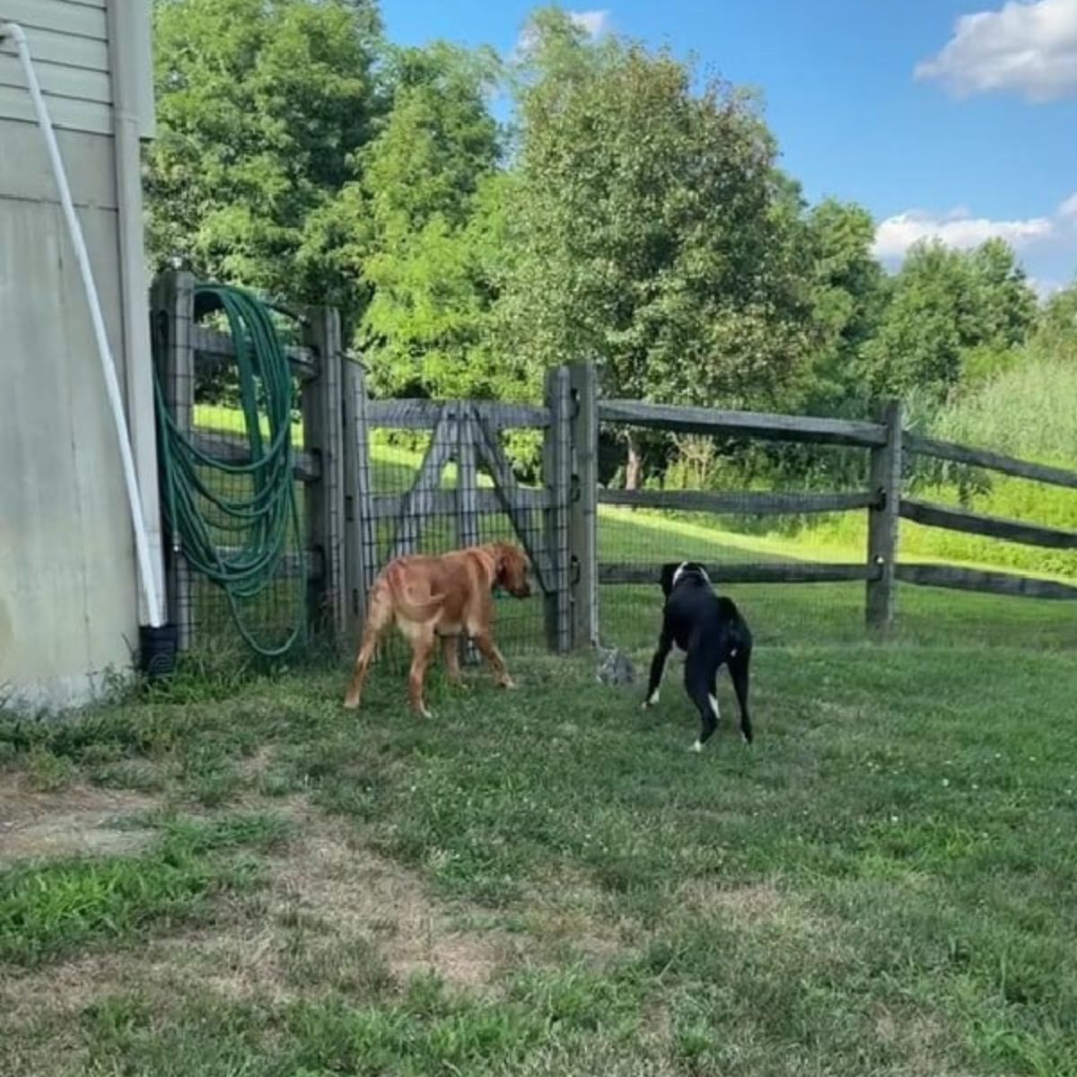 two dogs in garden