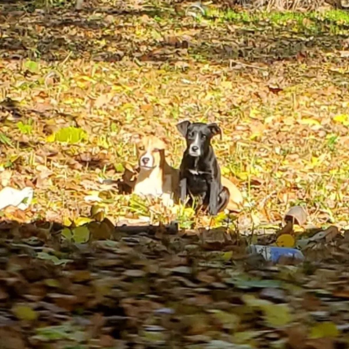 two dogs laying outside