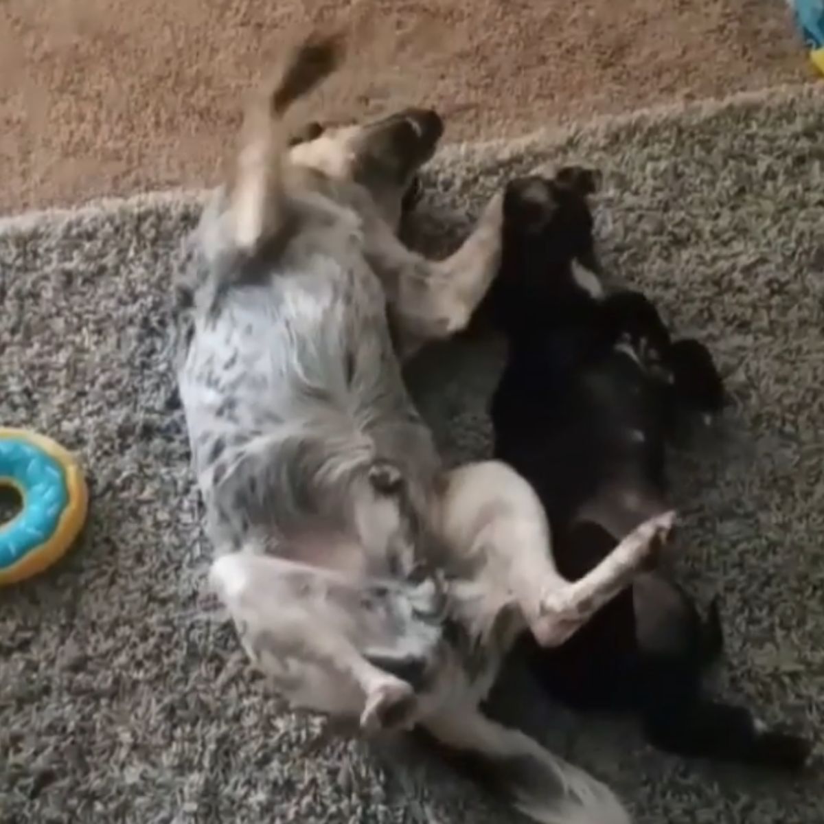 two dogs laying together