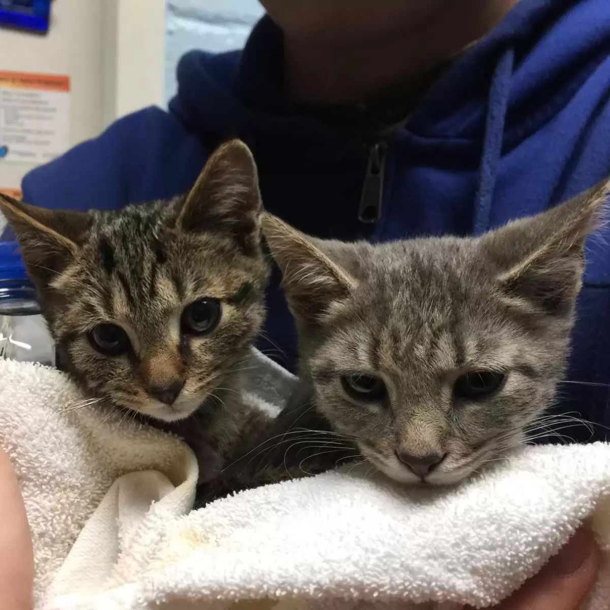 two gray kittens