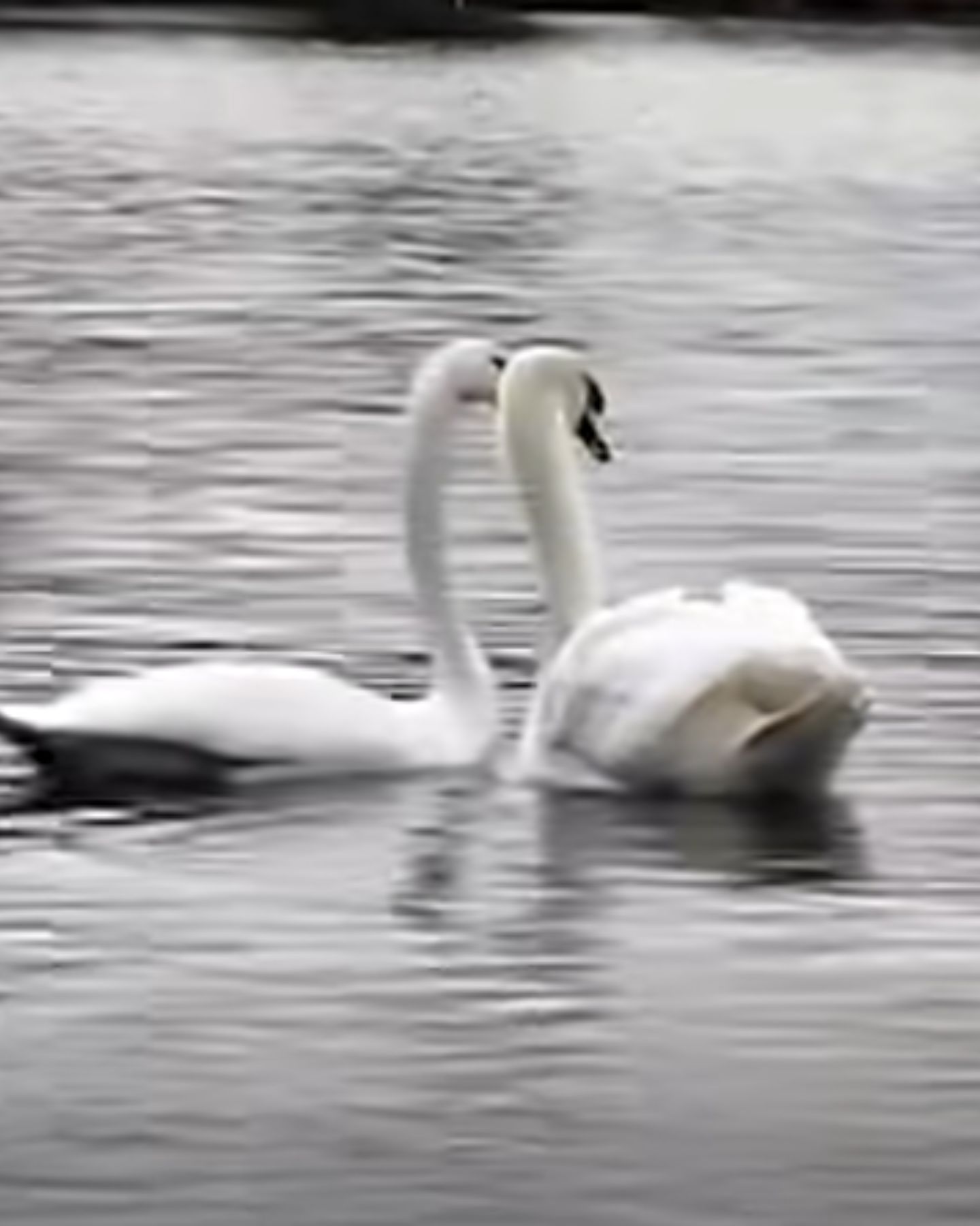 two swans swimming