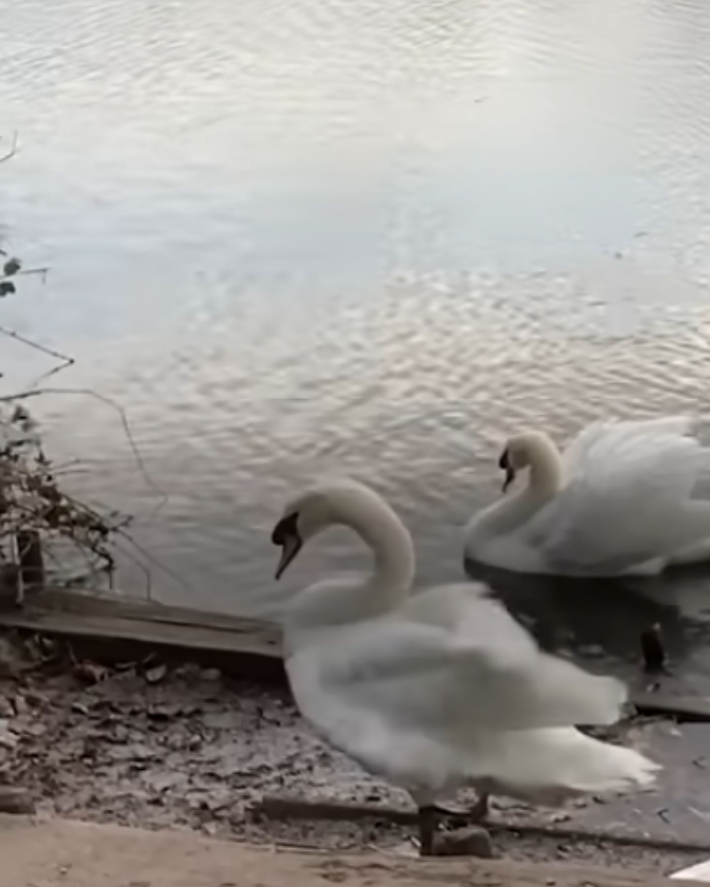 two swans