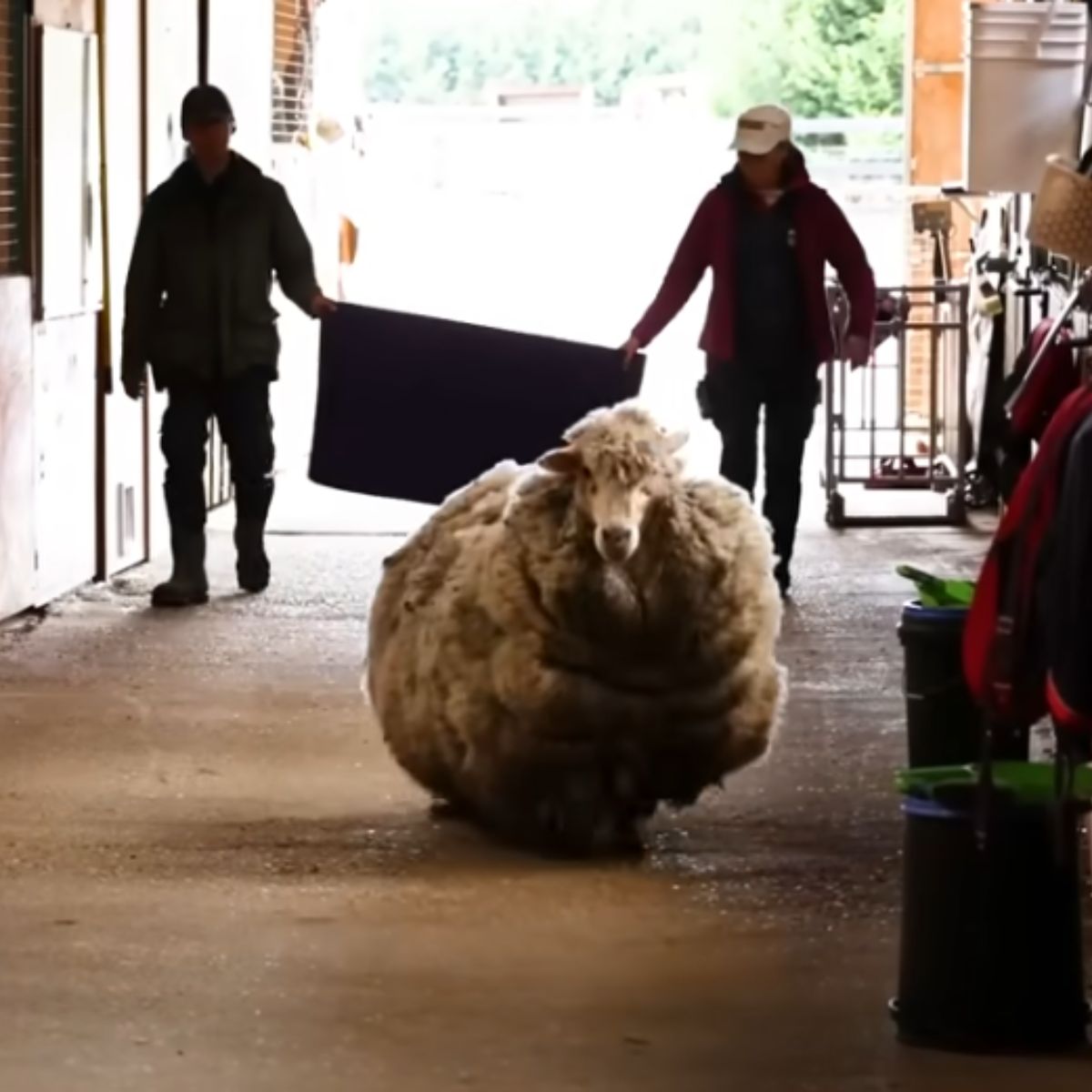 unshaved senior sheep