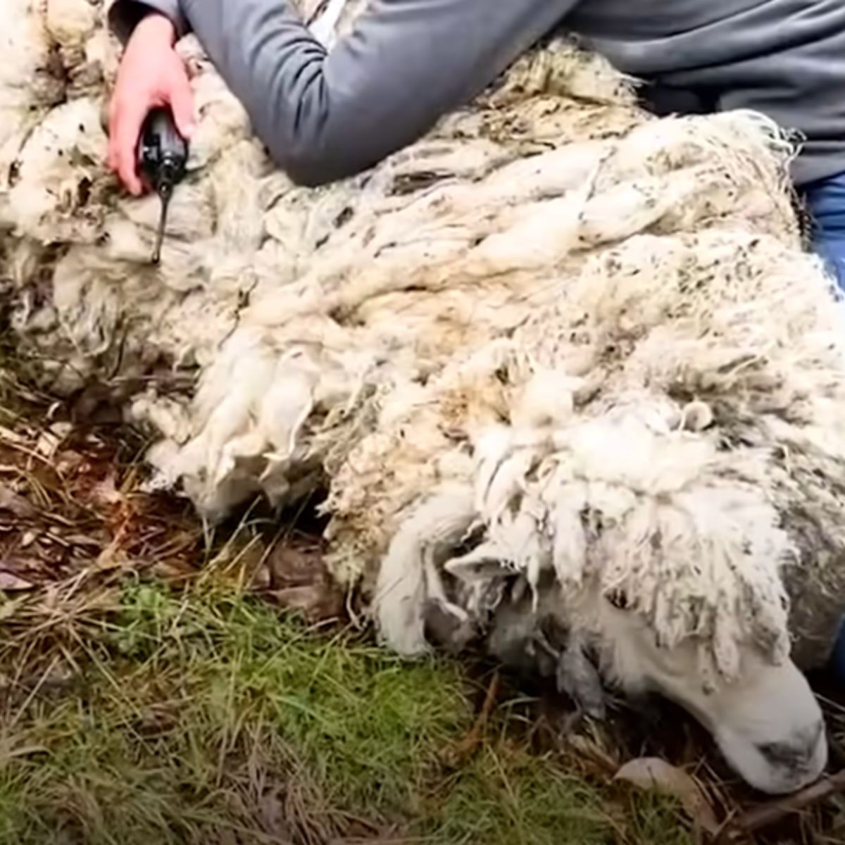 unshaved sheep