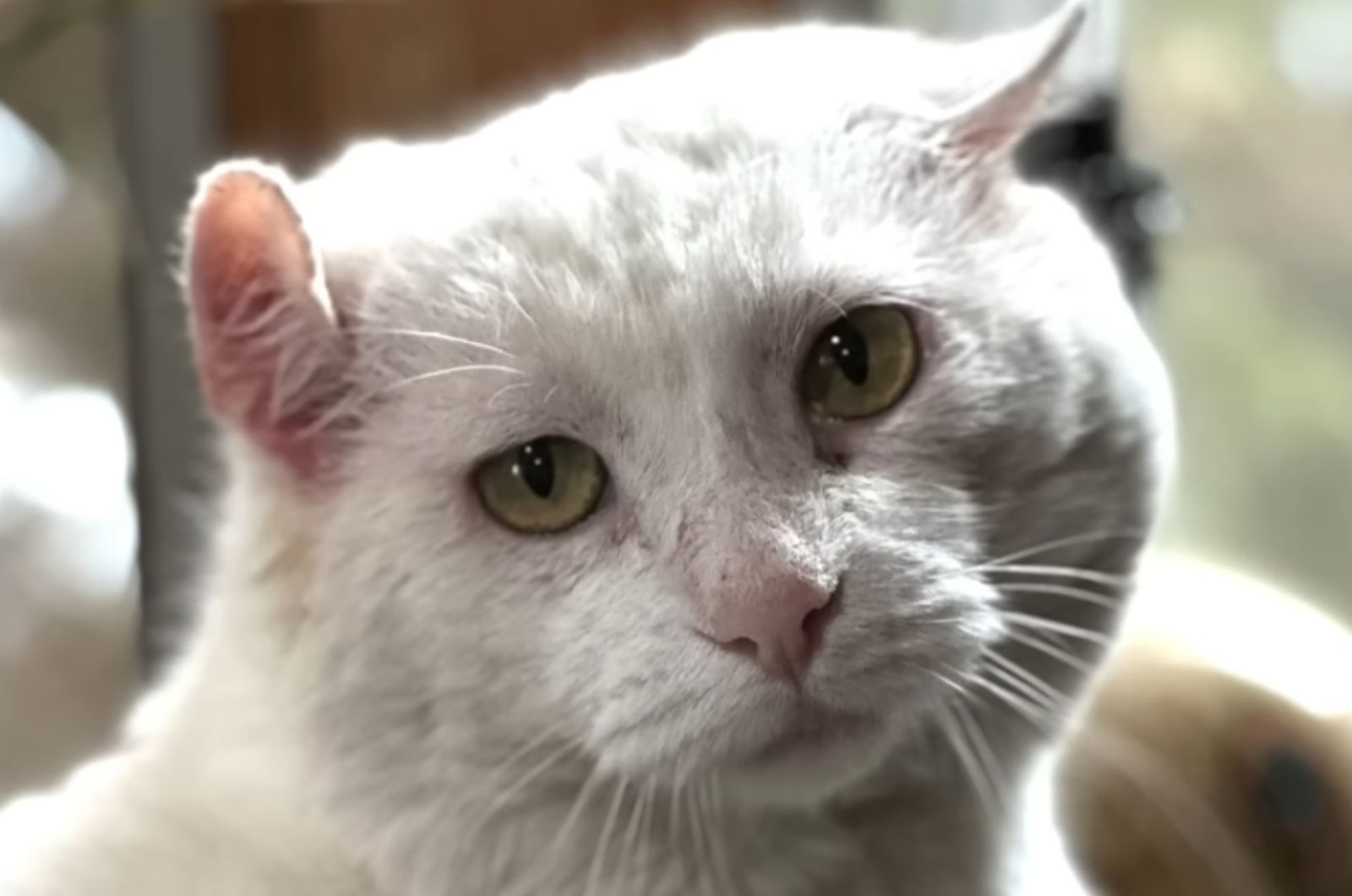 very beautiful white cat