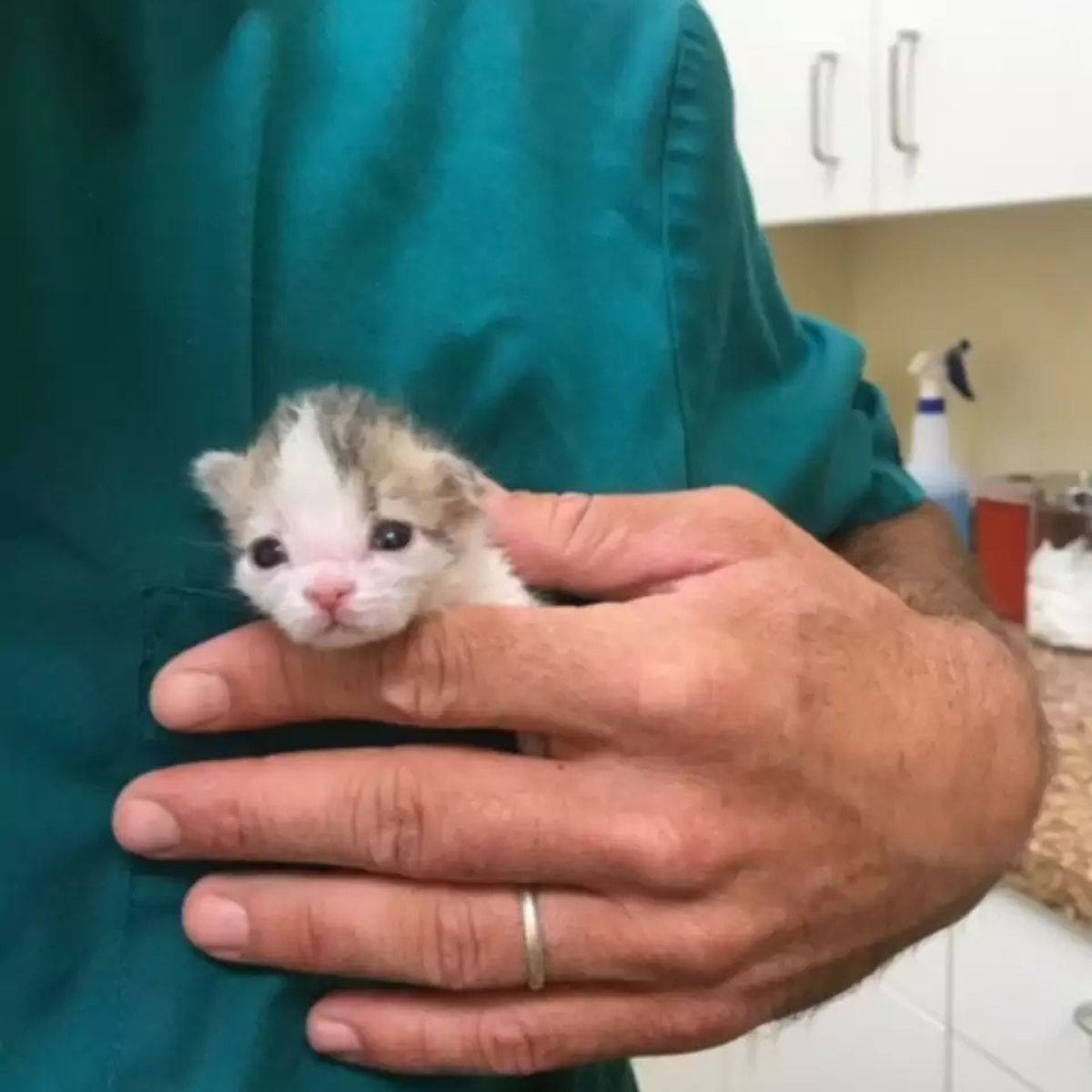 vet and newborn kitten