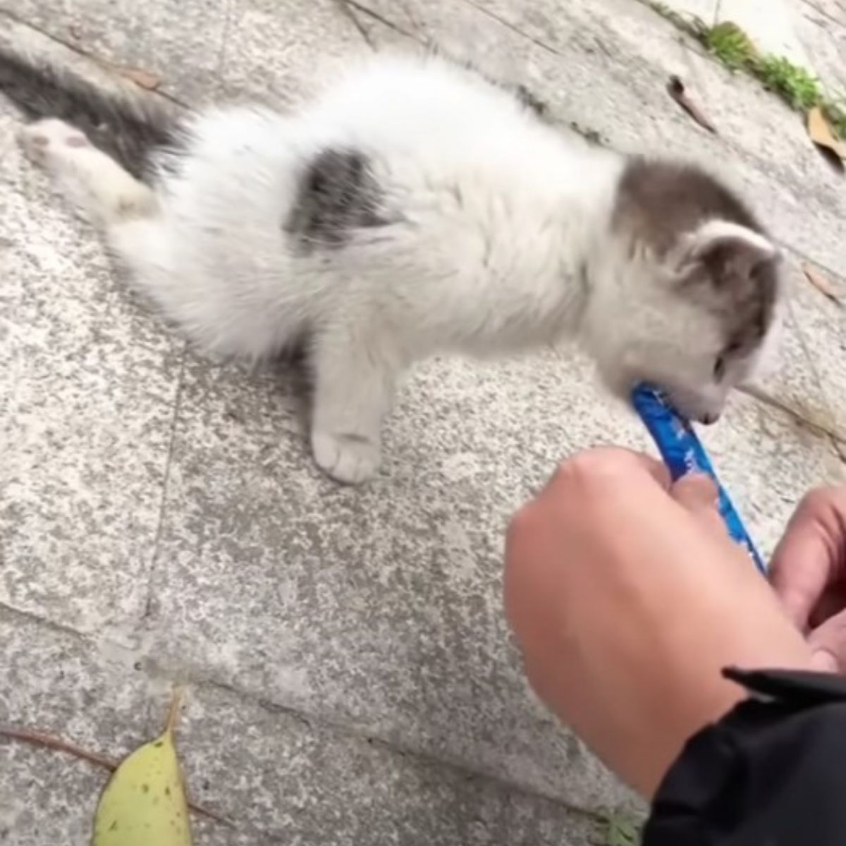 vet feeding a white kitten