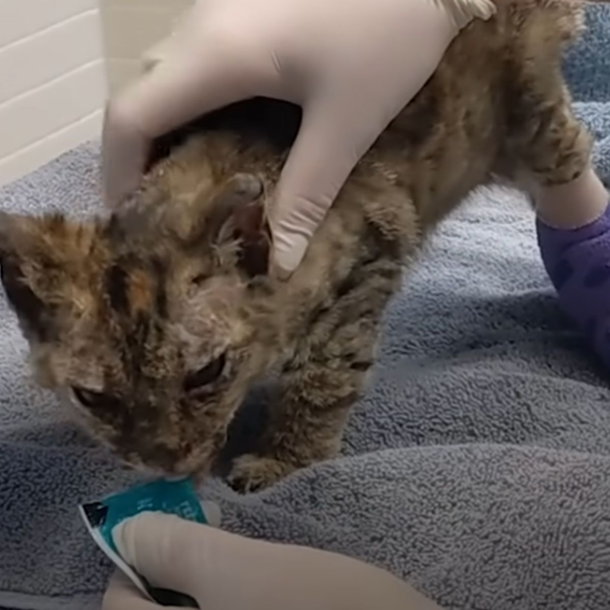 vet feeding an injured kitten