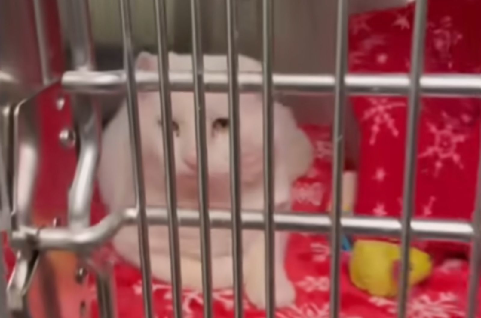 white cat in cage