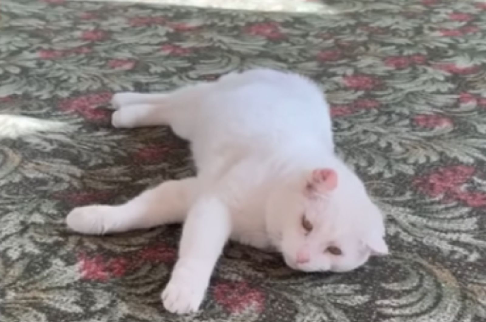 white cat on a rug