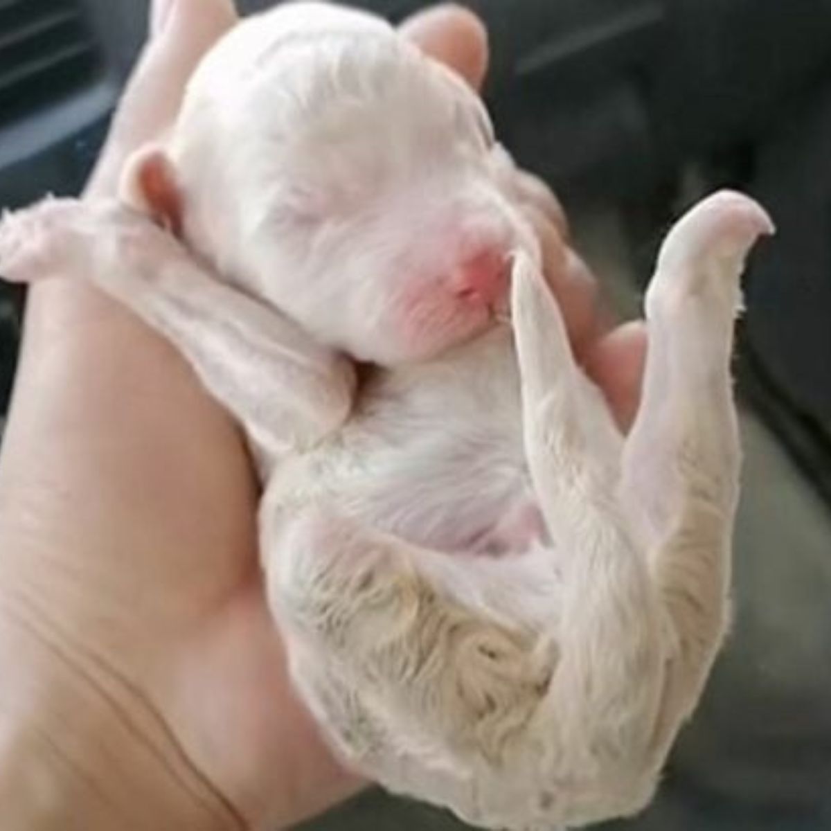 white puppy with three legs