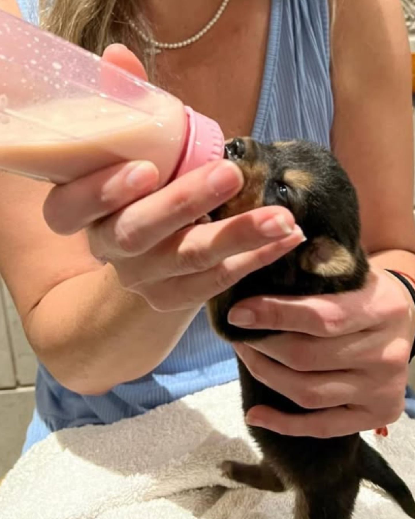 woman feeding a puppy