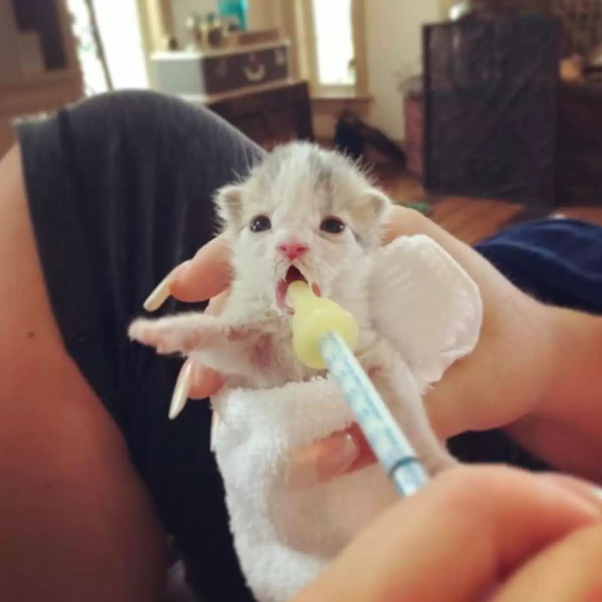 woman feeding a tiny kitten