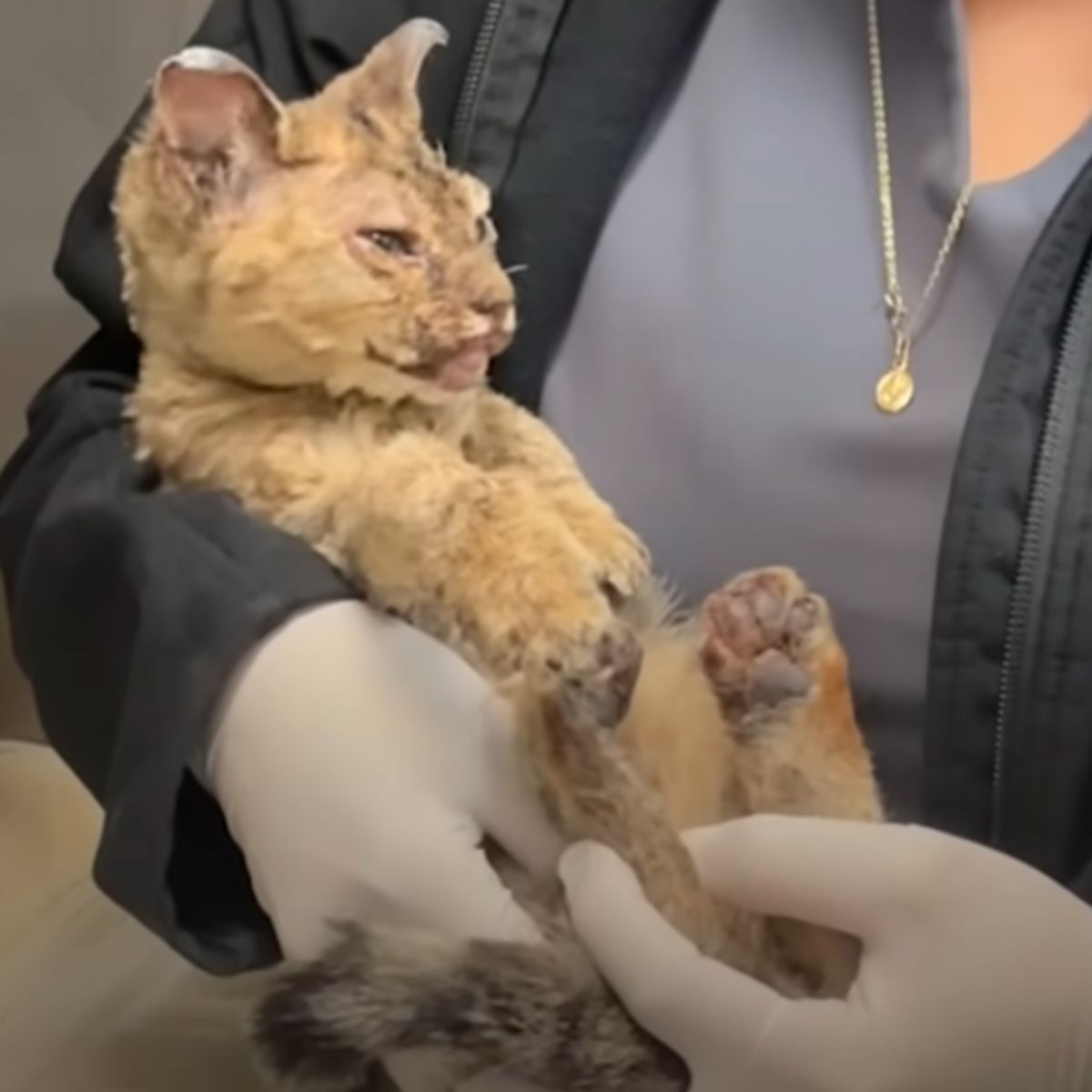 woman holding a burned kitten