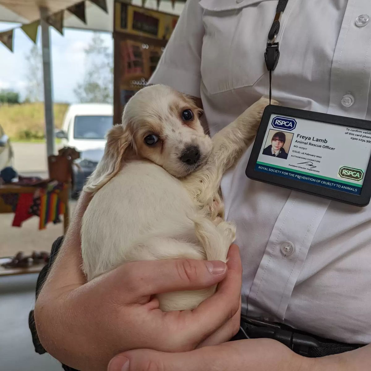 woman holding a cute puppy