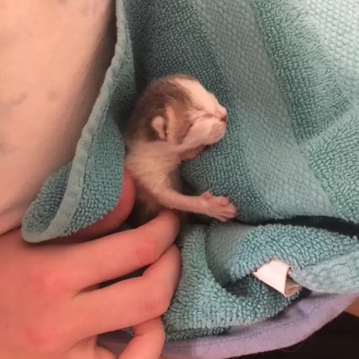 woman holding a newborn kitten