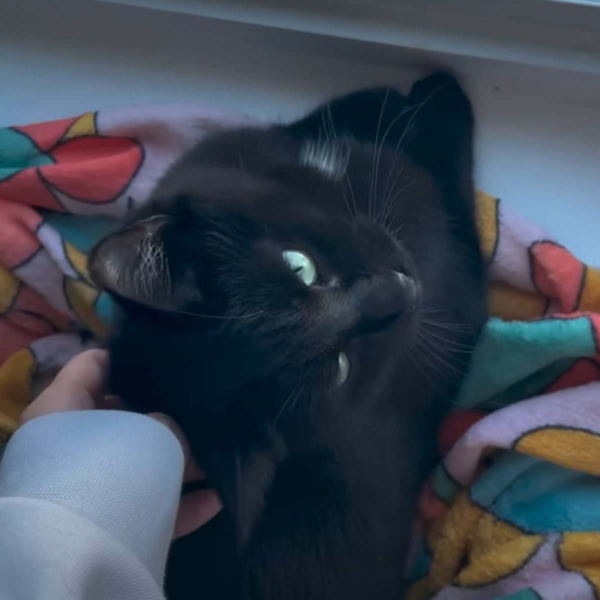 woman petting a black cat