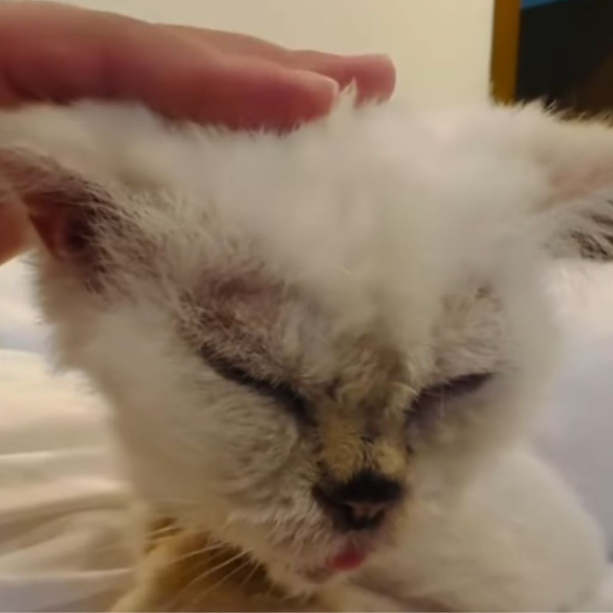 woman petting a cute white kitten