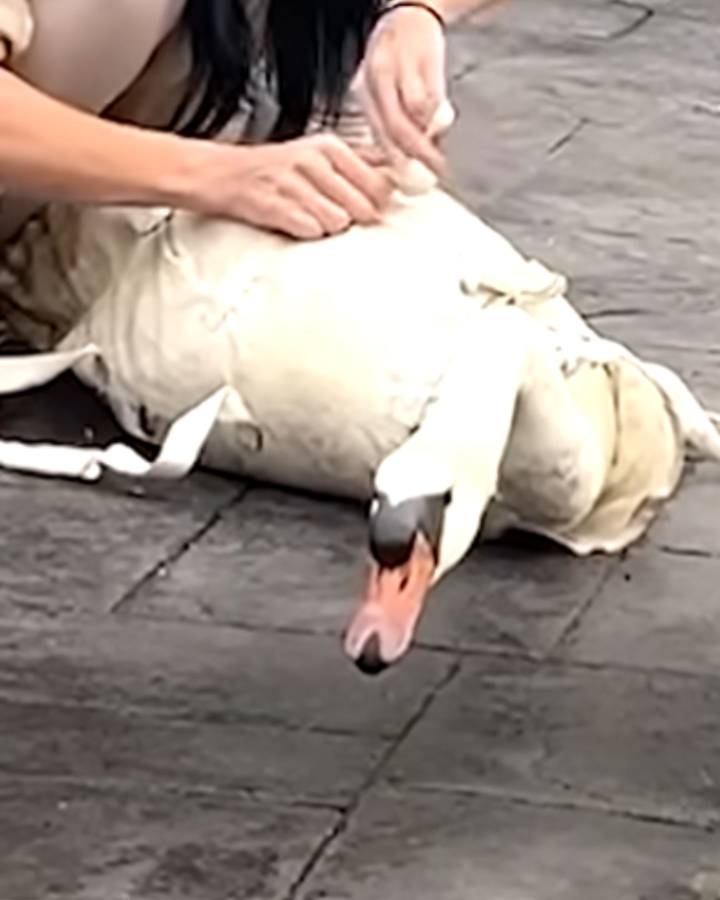 woman saving a swan