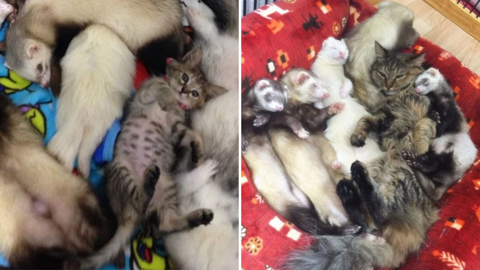 A Kitten Raised By An Unusual Furry Crew Grows Up Thinking She's One Of Them