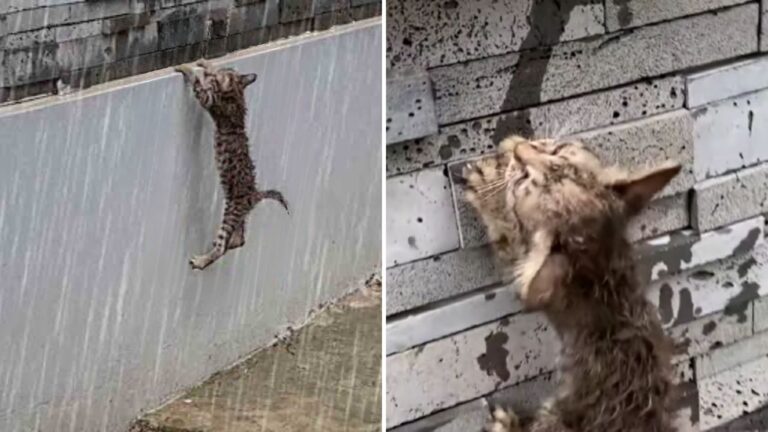 Abandoned Kitten Left Out In The Rain Cries For Help, But Finds No One Listening