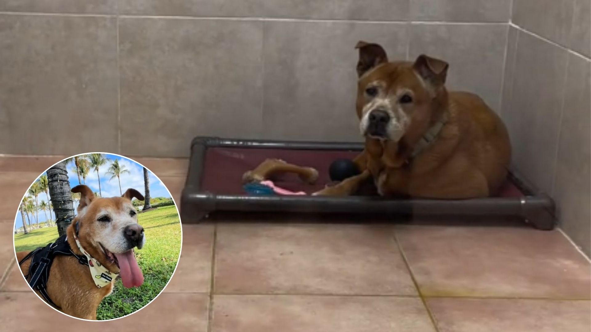 After 5 Long Years In A Miami Shelter, This Senior Dog Finally Has A Home He's Always Dreamt Of