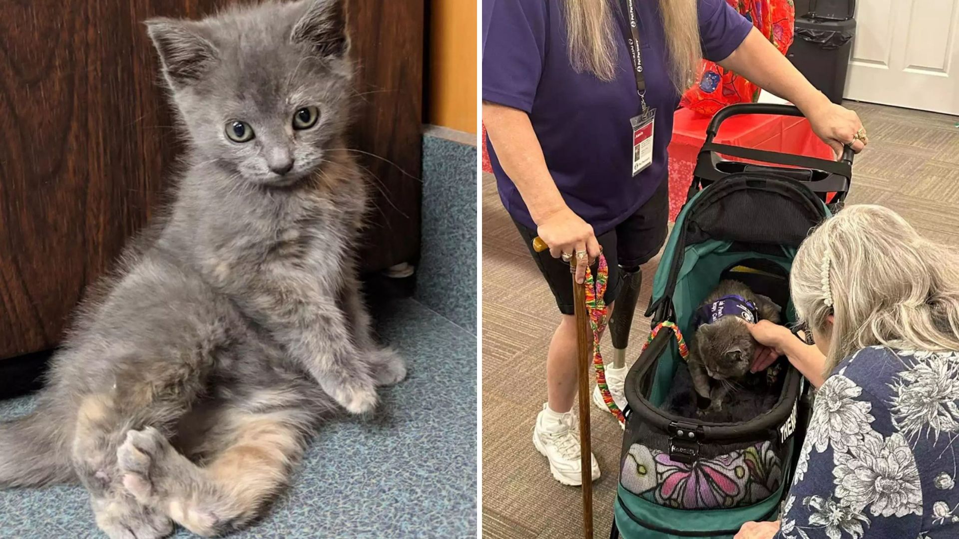 Amputee Woman And Her Three-Legged Cat Inspire Ohio With Strength And Joy