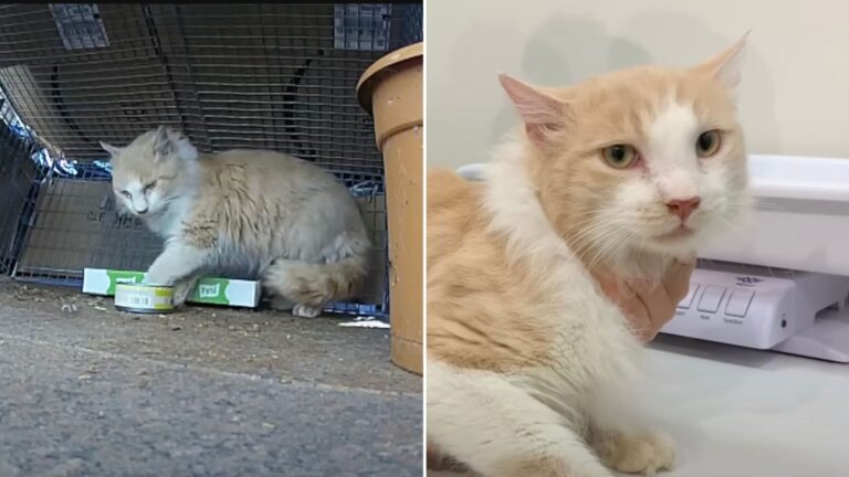 stray cat