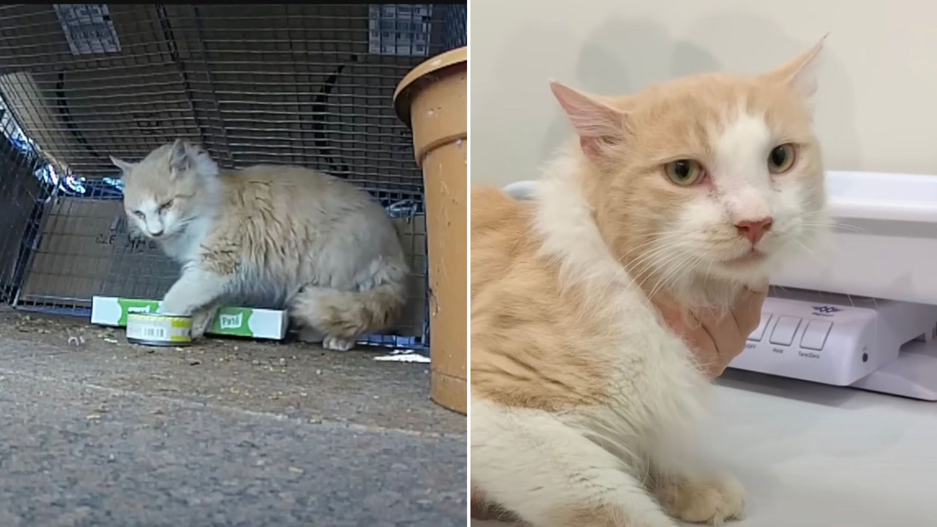 stray cat