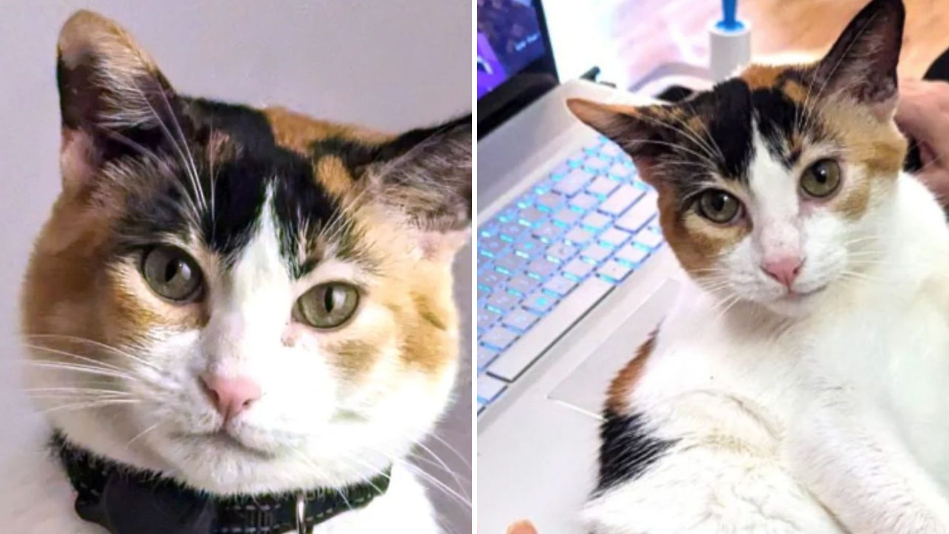 Calico Cat Left Behind In LA Learns To Trust Again With Her New Family