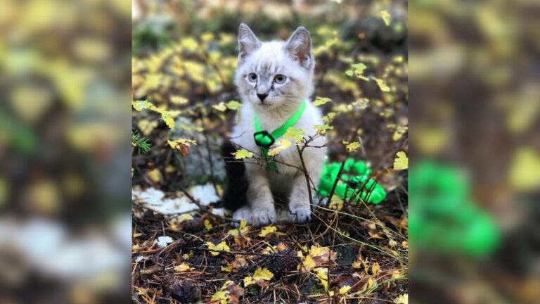 Colorado Kitten’s Heartbreaking Start Turns Into A Beautiful Friendship