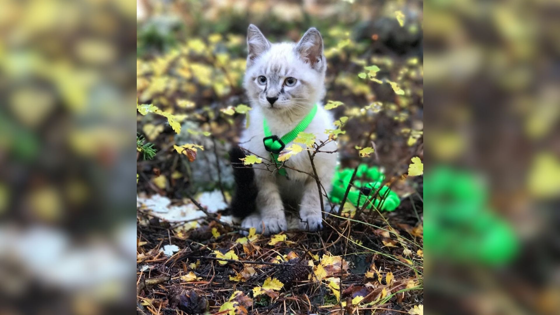 Colorado Kitten’s Heartbreaking Start Turns Into A Beautiful Friendship