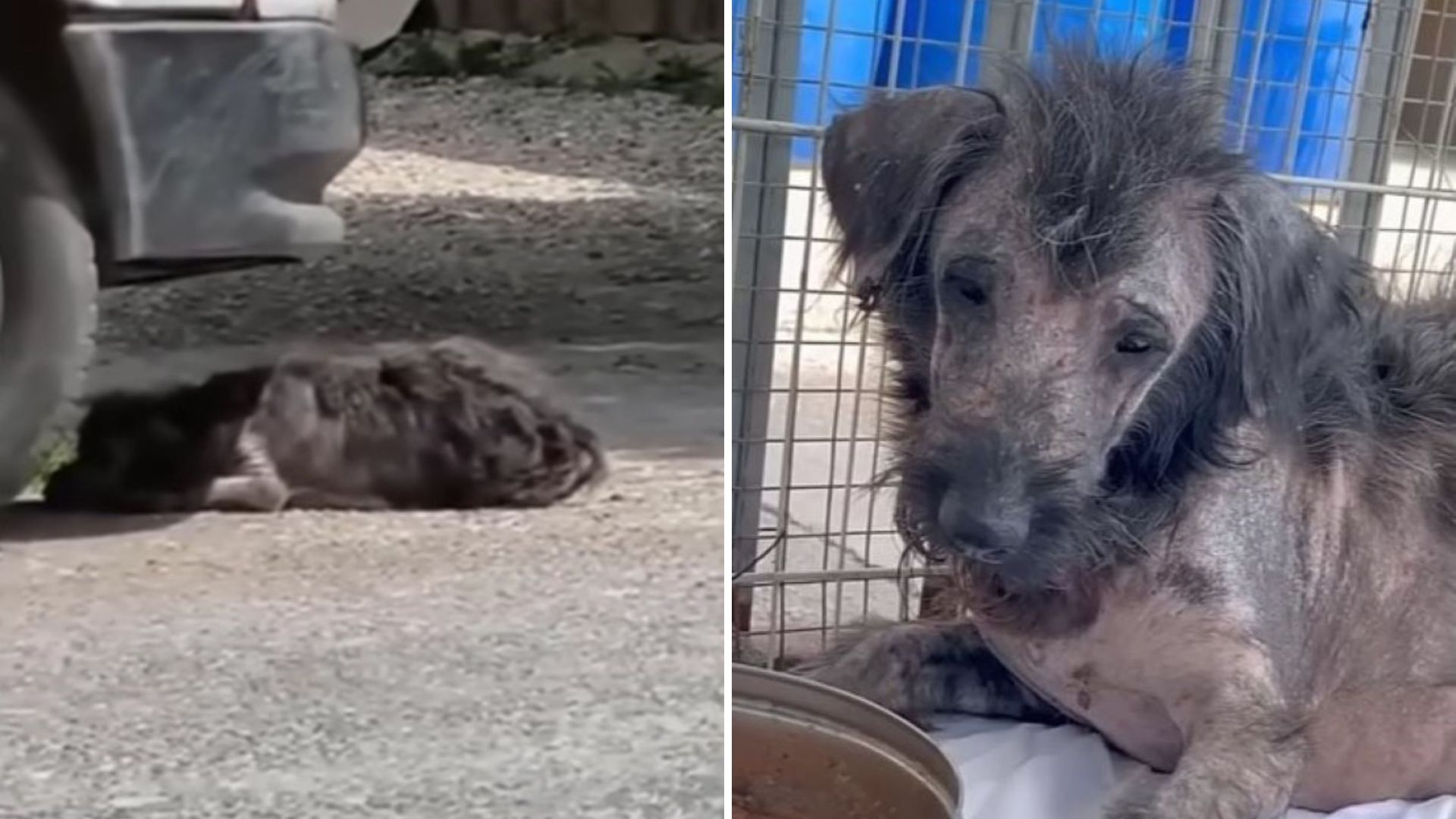 Devastated Mom Dog Searches Desperately For Her Lost Puppies After Being Separated From Them