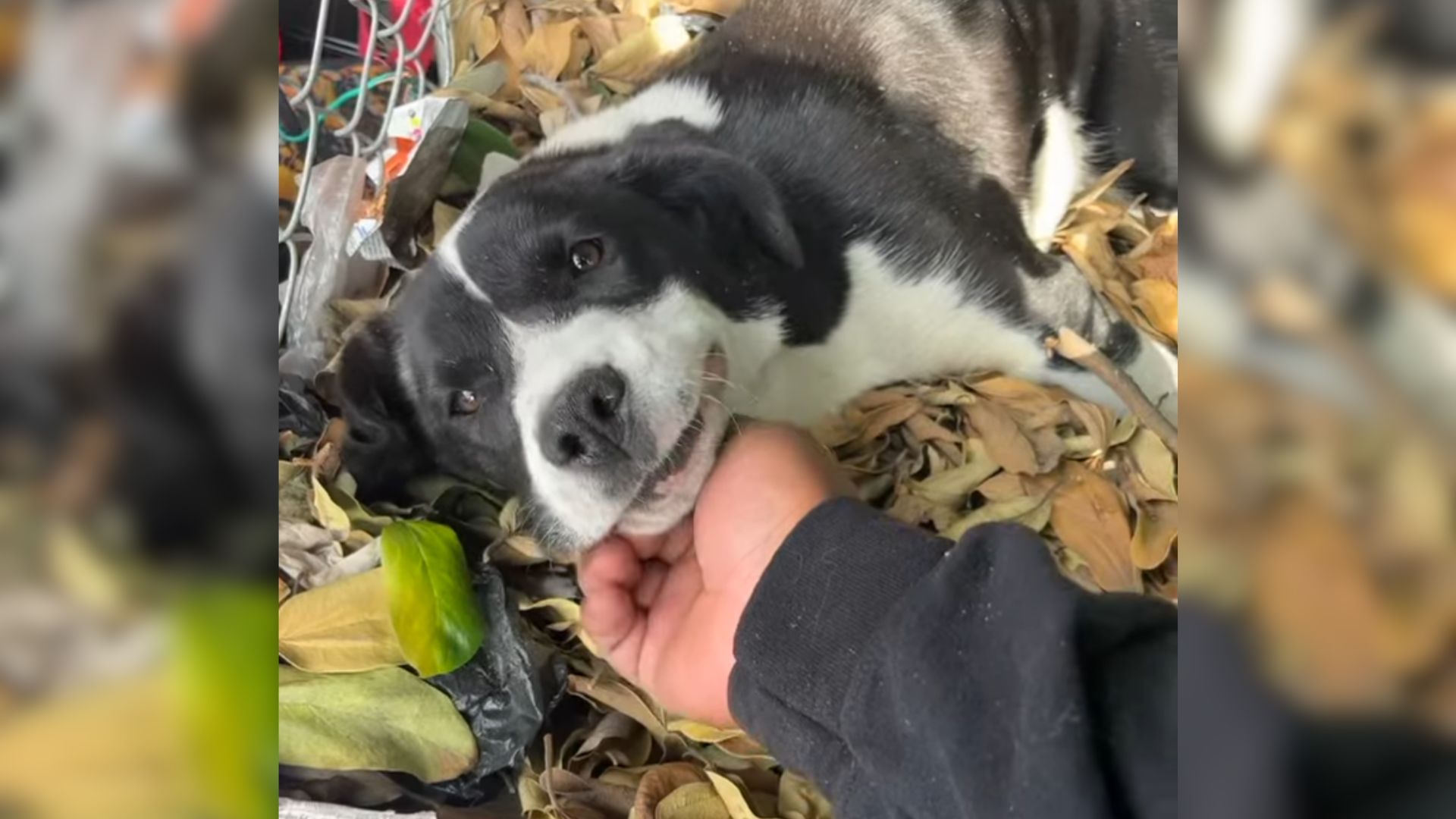 Dog in dirt pile