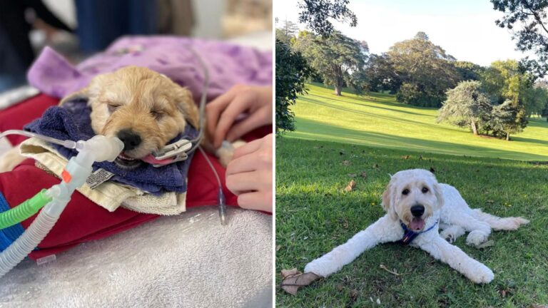 Family Takes Their Sick Pup For Euthanasia, Then The Vet Does Something Totally Unexpected