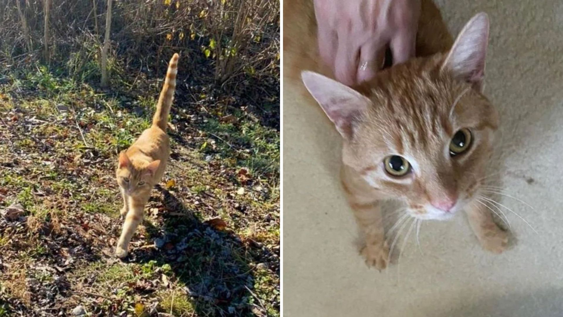 Feral Cat Stops Hiding In The Bushes Once Ohio Rescuer Shows Her A Little Compassion
