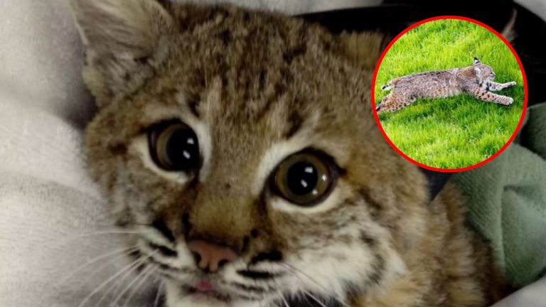 little bobcat