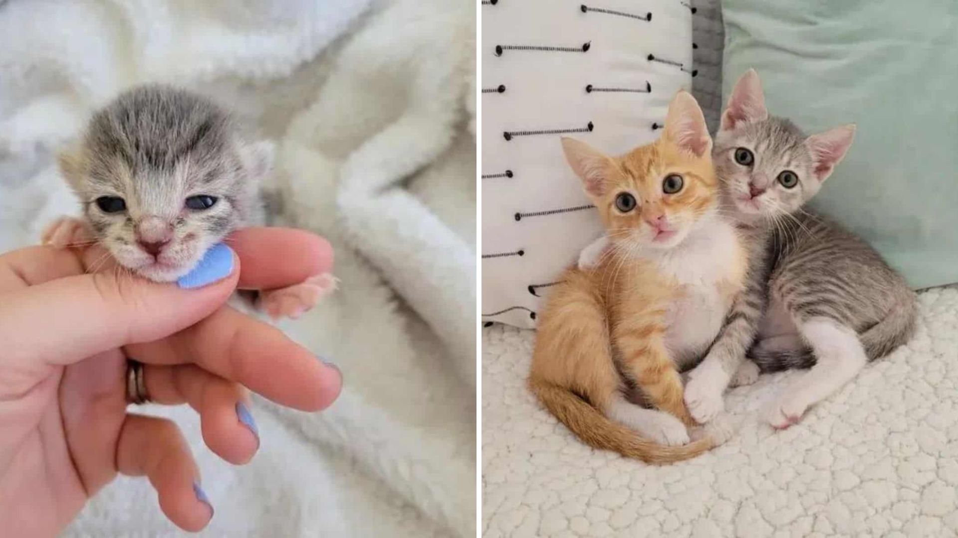 Florida Kitten Heartbroken By Loss Discovers Strength Through An Orphaned Companion