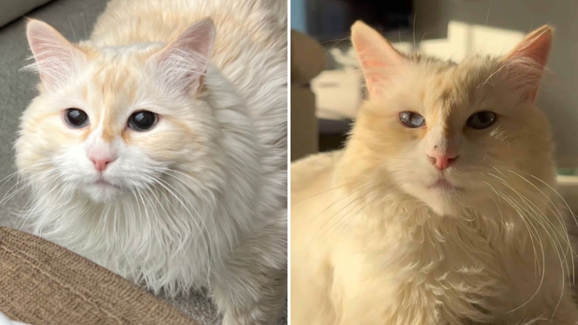 Florida Man Adopts A Shelter Cat Only To Discover A Shocking Truth A Few Months Later