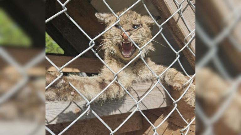 bobcat