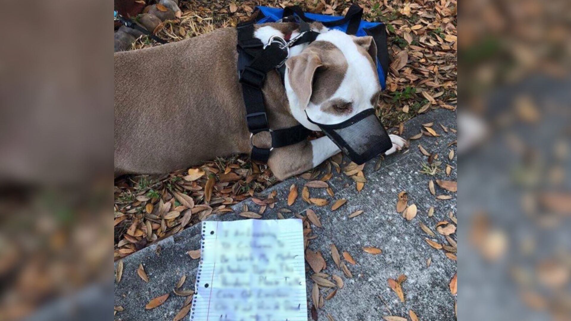 pit bull tied to a tree