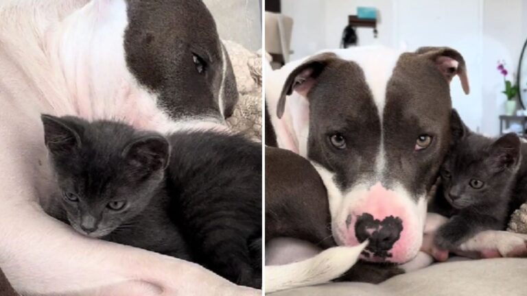 Florida Woman Rescues A Tiny Kitten, But The Big Question Is Will Her Pit Bull Approve